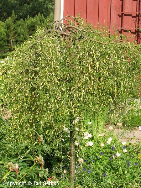 Caragana arborescens 'Walker'